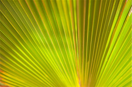 palm leaf - Fan Palm, Baja California Sur, Mexico Stock Photo - Premium Royalty-Free, Code: 600-03586528