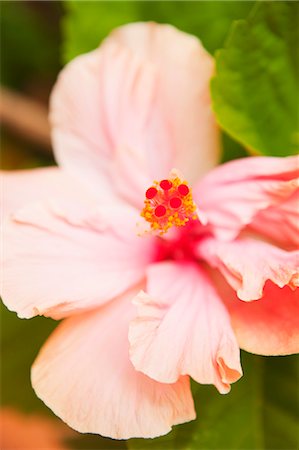 plants in mexico - Hibiscus Flower, Baja California Sur, Mexico Stock Photo - Premium Royalty-Free, Code: 600-03586530