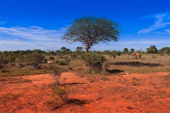 kenya animals elephants. animal African elephant