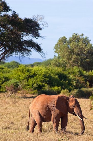 kenya animals elephants. animal African elephant