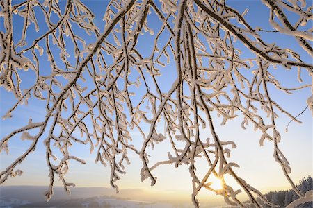 simsearch:700-03768721,k - Snow Covered Branches at Sunrise, Wasserkuppe, Rhon Mountains, Hesse, Germany Stock Photo - Premium Royalty-Free, Code: 600-03615514