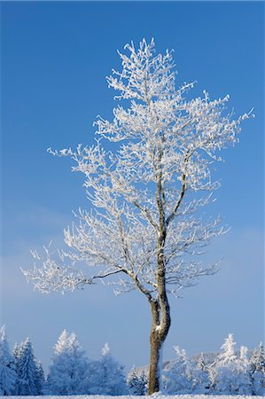 deciduous - Snow Covered Tree, Wasserkuppe, Rhon Mountains, Hesse, Germany Stock Photo - Premium Royalty-Free, Code: 600-03615516