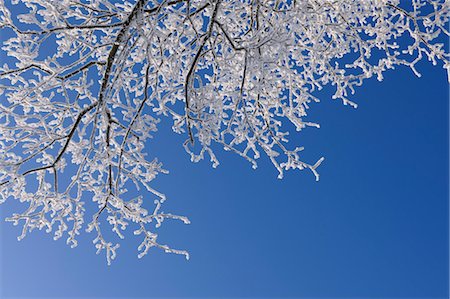 simsearch:700-03768721,k - Hoar Frost on Tree Branches, Wasserkuppe, Rhon Mountains, Hesse, Germany Stock Photo - Premium Royalty-Free, Code: 600-03615518