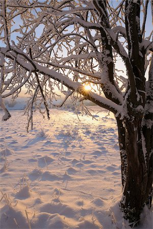 simsearch:700-03768721,k - Snow Covered Trees at Sunrise, Wasserkuppe, Rhon Mountains, Hesse, Germany Stock Photo - Premium Royalty-Free, Code: 600-03615512