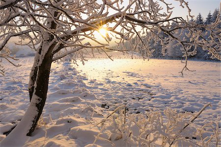 simsearch:700-03768721,k - Snow Covered Trees at Sunrise, Wasserkuppe, Rhon Mountains, Hesse, Germany Stock Photo - Premium Royalty-Free, Code: 600-03615513