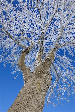 simsearch:700-03768721,k - Hoar Frost on Tree Branches, Wasserkuppe, Rhon Mountains, Hesse, Germany Stock Photo - Premium Royalty-Free, Code: 600-03615527