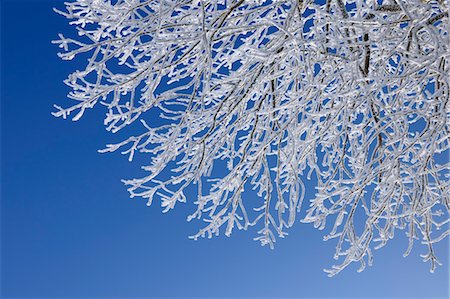 simsearch:700-03768721,k - Hoar Frost on Tree Branches, Wasserkuppe, Rhon Mountains, Hesse, Germany Stock Photo - Premium Royalty-Free, Code: 600-03615528