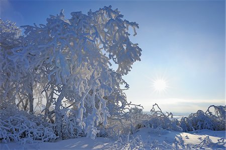 simsearch:700-03768721,k - Snow Covered Trees, Wasserkuppe, Rhon Mountains, Hesse, Germany Stock Photo - Premium Royalty-Free, Code: 600-03615539