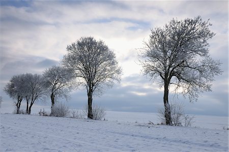 simsearch:700-03768721,k - Snow Covered Trees, Heidelstein, Rhon Mountains, Bavaria, Germany Stock Photo - Premium Royalty-Free, Code: 600-03615552