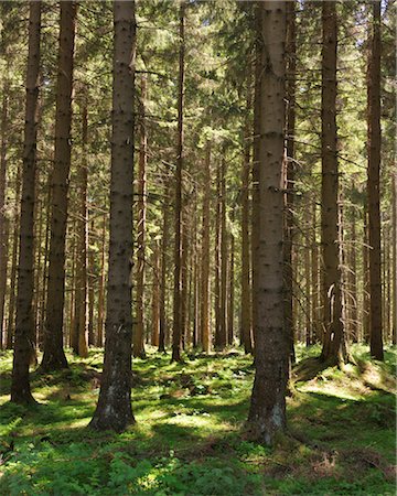 Forest, Harz National Park, Lower Saxony, Germany Stock Photo - Premium Royalty-Free, Code: 600-03615945