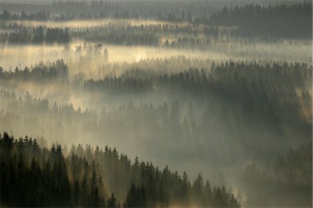 picture of evergreen trees - Forests, Harz National Park, Harz, Lower Saxony, Germany Stock Photo - Premium Royalty-Free, Code: 600-03615962