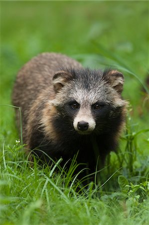 Portrait of Raccoon Dog Stock Photo - Premium Royalty-Free, Code: 600-03622667