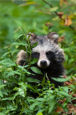 simsearch:600-03478686,k - Portrait of Raccoon Dog Stock Photo - Premium Royalty-Free, Code: 600-03622669