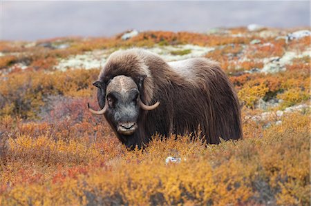 Bull Muskox on Tundra, Dovrefjell-Sunndalsfjella National Park, Norway Stock Photo - Premium Royalty-Free, Code: 600-03622673