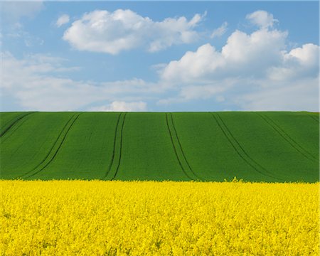 simsearch:600-06505706,k - Canola Field in Spring, Spessart, Bavaria, Germany Stock Photo - Premium Royalty-Free, Code: 600-03644584