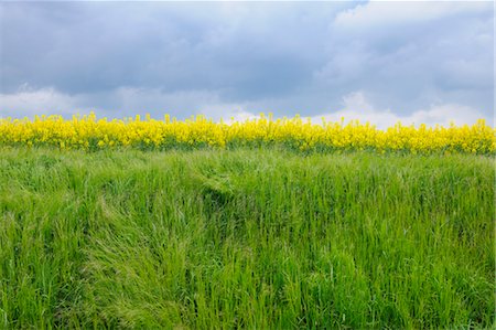 simsearch:600-03738931,k - Canola Field and Grassland, Bavaria, Germany Stock Photo - Premium Royalty-Free, Code: 600-03644581