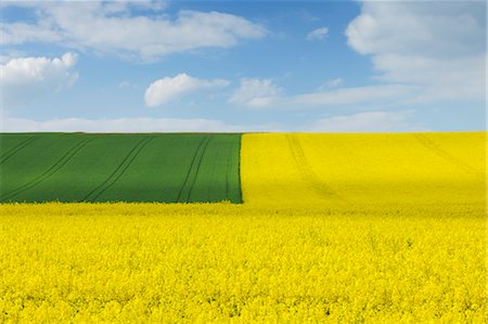 simsearch:600-06505706,k - Canola Field in Spring, Spessart, Bavaria, Germany Stock Photo - Premium Royalty-Free, Code: 600-03644583