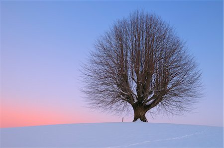 simsearch:600-06841843,k - Lime Tree on Hill at Sunset, Canton of Berne, Switzerland Foto de stock - Sin royalties Premium, Código: 600-03644634