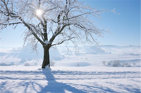 simsearch:700-03768721,k - Sun Shining through Branches of Tree, Canton of Berne, Switzerland Stock Photo - Premium Royalty-Free, Code: 600-03644647