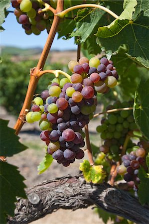 damir frkovic - Wine Grapes in Vineyard, Central Coast, California, USA Stock Photo - Premium Royalty-Free, Code: 600-03644725