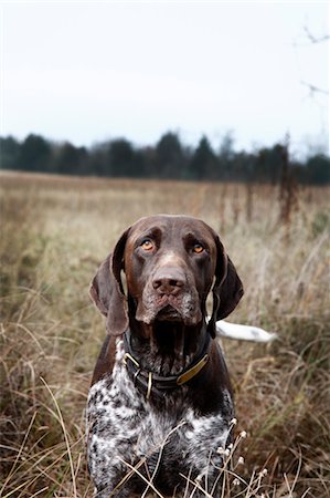 Portrait of Dog, Houston, Texas, USA Stock Photo - Premium Royalty-Free, Code: 600-03644797