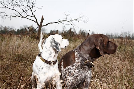 Two Dogs in Field, Houston, Texas, USA Stock Photo - Premium Royalty-Free, Code: 600-03644802
