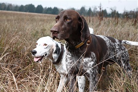 Two Dogs in Field, Houston, Texas, USA Stock Photo - Premium Royalty-Free, Code: 600-03644803