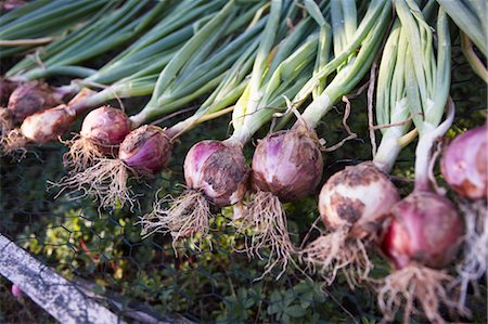 simsearch:700-06334366,k - Fresh Onions, Domaine de l'Ardagnole, Fajac-en-Val, Languedoc-Roussillon, France Stock Photo - Premium Royalty-Free, Code: 600-03644813