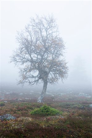 simsearch:700-03685769,k - Tree in Misty Field in Autumn, Sweden Stock Photo - Premium Royalty-Free, Code: 600-03659195