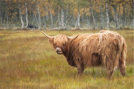 simsearch:600-02886705,k - Highland Cattle Stock Photo - Premium Royalty-Free, Code: 600-03659196