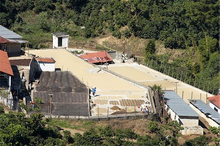 Drying Coffee Beans, Finca Vista Hermosa Coffee Plantation, Agua Dulce, Huehuetenango Department, Guatemala Stock Photo - Premium Royalty-Free, Code: 600-03686163