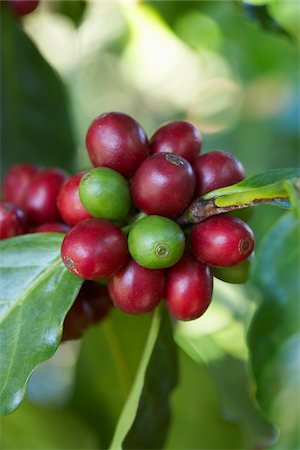Close-up of Coffee Berries, Finca Villaure Coffee Plantation, Hoja Blanca, Huehuetenango Department, Guatemala Stock Photo - Premium Royalty-Free, Code: 600-03686183