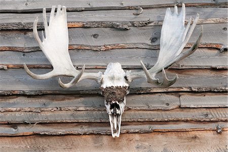 Moose Antlers, Alaska, USA Stock Photo - Premium Royalty-Free, Code: 600-03682004