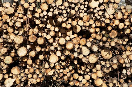 forestry - Woodpile, Krageroe, Telemark County, Eastern Norway, Norway Stock Photo - Premium Royalty-Free, Code: 600-03682071