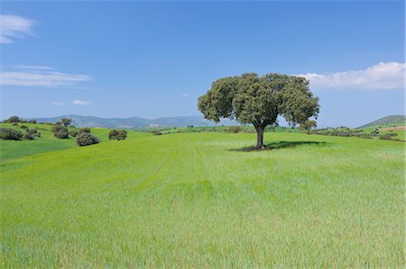 Holm Oak Tree in Field, Andalusia, Spain Stock Photo - Premium Royalty-Free, Code: 600-03682258