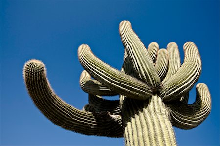 Cactus in Yuma, Yuma County, Arizona, USA Stock Photo - Premium Royalty-Free, Code: 600-03696918