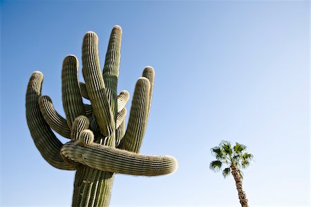 Cactus in Yuma, Yuma County, Arizona, USA Foto de stock - Sin royalties Premium, Código: 600-03696922