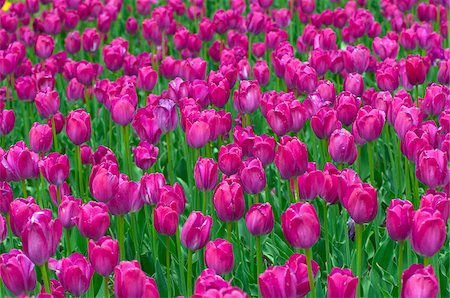 fuchsia colour - Tulips, Ottawa, Ontario, Canada Stock Photo - Premium Royalty-Free, Code: 600-03696977