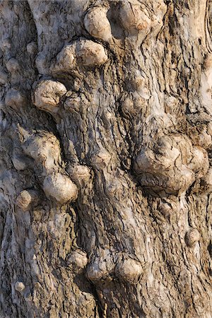 Apple Tree Trunk, Aschaffenburg, Franconia, Bavaria, Germany Stock Photo - Premium Royalty-Free, Code: 600-03697822