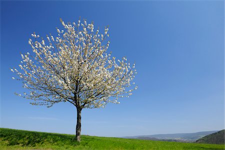 single fruits tree - Cherry Tree, Moembris, Aschaffenburg, Franconia, Bavaria, Germany Stock Photo - Premium Royalty-Free, Code: 600-03697844