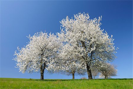 Cerisiers arbres, Moembris, Aschaffenburg, Franconie, Bavière, Allemagne Photographie de stock - Premium Libres de Droits, Code: 600-03697845