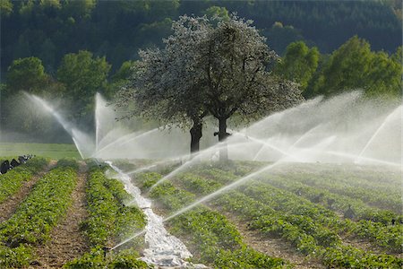 Fraise champ, Klingenberg, Miltenberg, Franconie, Bavière, Allemagne Photographie de stock - Premium Libres de Droits, Code: 600-03697852