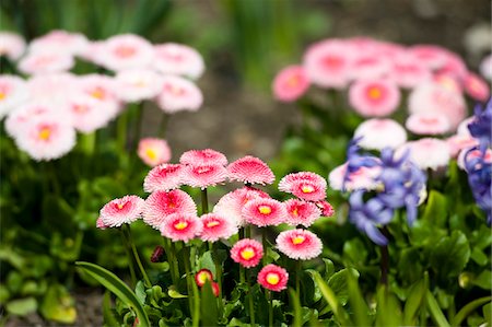 daisy flower - English Daisies, Mirabell Garden, Salzburg, Salzburger Land, Austria Stock Photo - Premium Royalty-Free, Code: 600-03720001