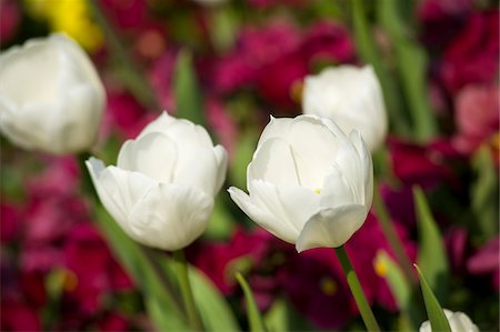 Tulips, Mirabell Garden, Salzburg, Salzburger Land, Austria Stock Photo - Premium Royalty-Free, Code: 600-03720019