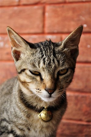 Portrait of Cat, Pashupatinath Temple, Kathmandu, Bagmati, Madhyamanchal, Nepal Stock Photo - Premium Royalty-Free, Code: 600-03737756