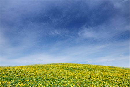 flower field nobody - Meadow with Dandelions, Allgau, Bavaria, Germany Stock Photo - Premium Royalty-Free, Code: 600-03738926