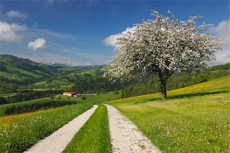 Tire Tracks through Meadow with Apple Tree, Mostviertel, Lower Austria, Austria Stock Photo - Premium Royalty-Free, Code: 600-03738947