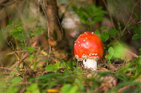 simsearch:600-03762602,k - Fly Agaric in Forest, Salzburg, Austria Stock Photo - Premium Royalty-Free, Code: 600-03768664