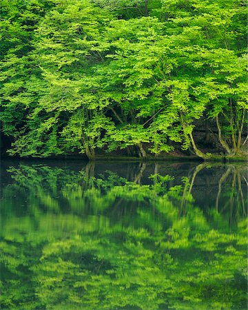 simsearch:600-02265124,k - Forest Reflected in Lake, Odenwald, Hesse, Germany Stock Photo - Premium Royalty-Free, Code: 600-03762444