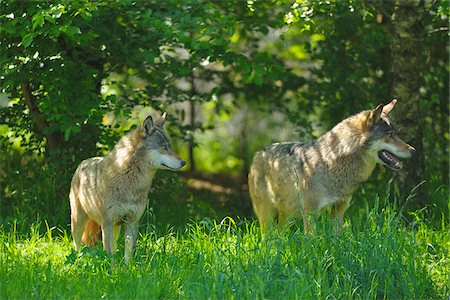 simsearch:600-03229238,k - Wolves in Meadow, Germany Stock Photo - Premium Royalty-Free, Code: 600-03762494